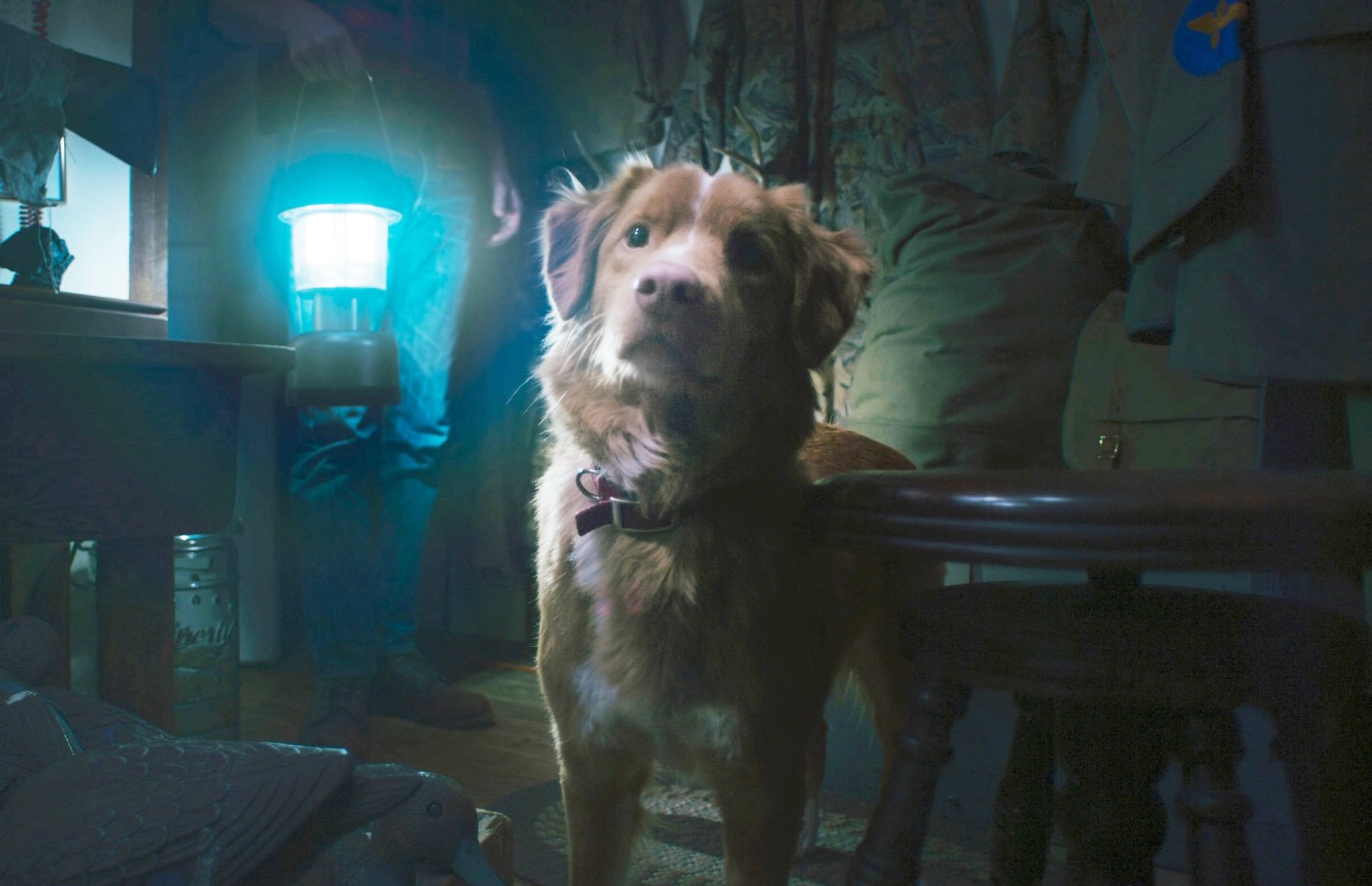 Indy the dog in Good Boy