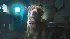 Indy the dog in Good Boy