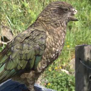 Parrot Missing Half His Beak Became Alpha Male of His Group