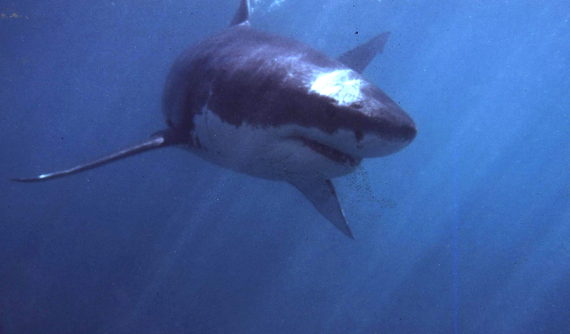 Man Who Captured Great White Shark off Cape Cod Is Charged With Animal Cruelty